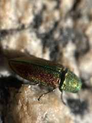 Chrysophana placida