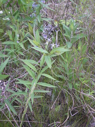 Amsonia tabernaemontana var. salicifolia
