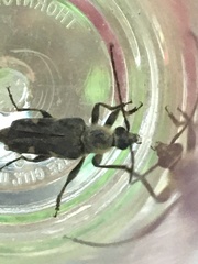 Toxoleptura vexatrix