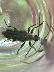 Toxoleptura vexatrix