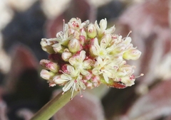 Eriogonum latens