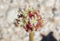 Eriogonum latens