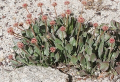 Eriogonum latens
