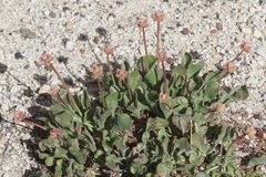 Eriogonum latens
