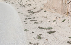 Eriogonum latens