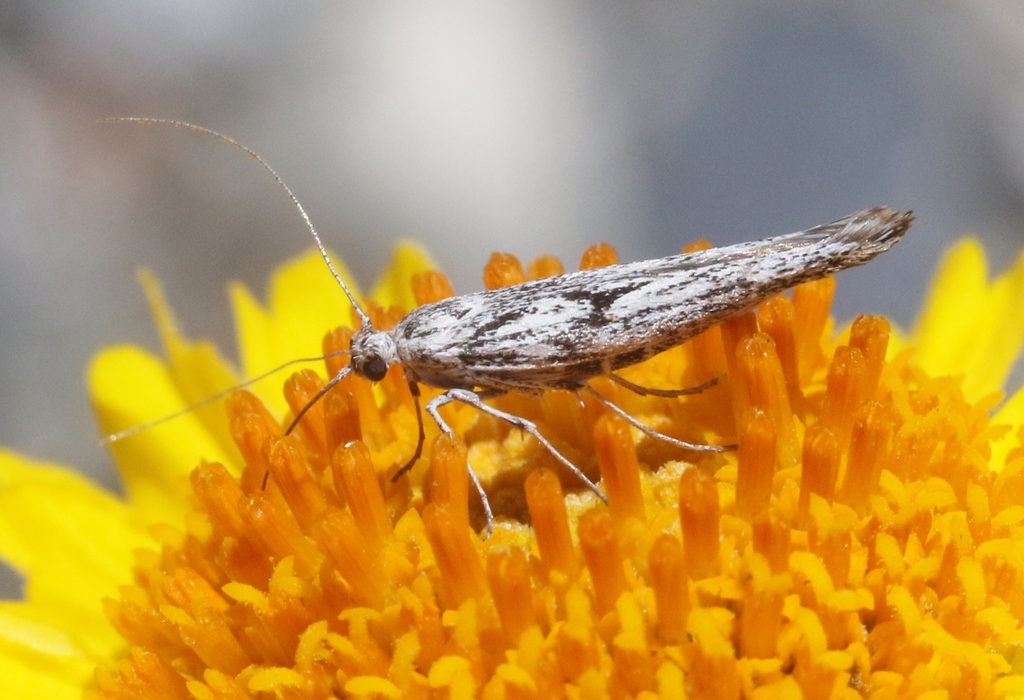 Arotrura sponsella