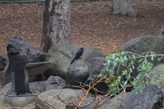 Quiscalus mexicanus