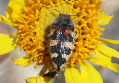 Acmaeodera tuta
