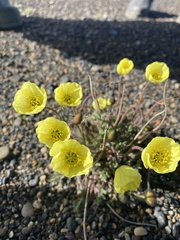 Papaver macounii