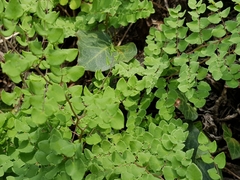 Pellaea cordifolia