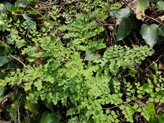 Pellaea cordifolia