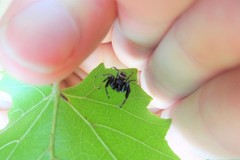 Paraphidippus aurantius