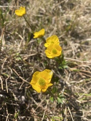 Ranunculus nivalis