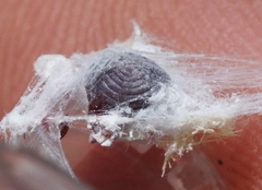 Dactylopius confusus