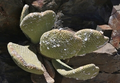 Dactylopius confusus