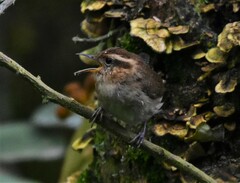 Troglodytes solstitialis