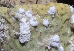 Dactylopius confusus