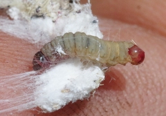 Laetilia dilatifasciella