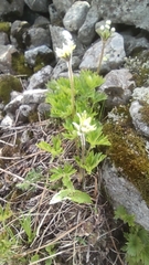 Anemonastrum biarmiense