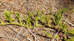 Lycopodium lagopus