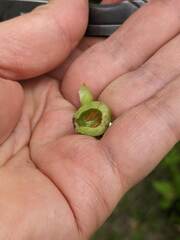 Contarinia virginianiae