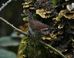 Troglodytes solstitialis