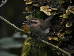 Troglodytes solstitialis