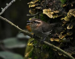 Troglodytes solstitialis