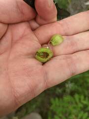 Contarinia virginianiae