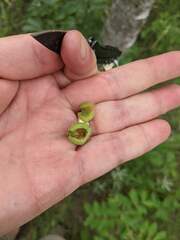 Contarinia virginianiae