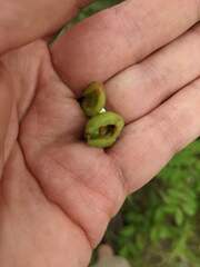 Contarinia virginianiae