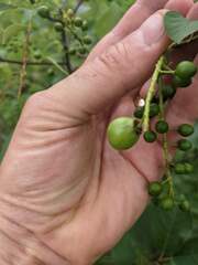 Contarinia virginianiae