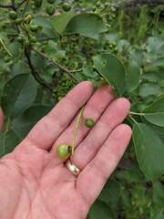 Contarinia virginianiae