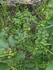 Contarinia virginianiae