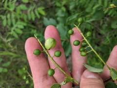 Contarinia virginianiae