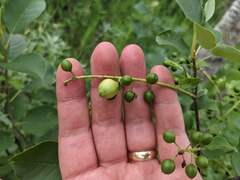 Contarinia virginianiae