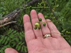 Contarinia virginianiae