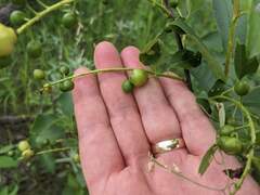 Contarinia virginianiae