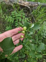 Contarinia virginianiae