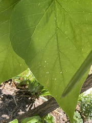 Catalpa bignonioides