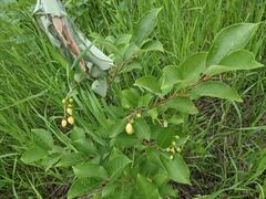 Contarinia virginianiae
