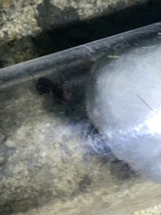 Colobopsis mississippiensis