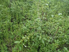 Contarinia virginianiae