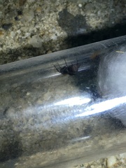 Colobopsis mississippiensis