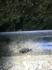 Colobopsis mississippiensis