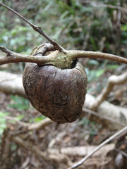 Apiomorpha variabilis