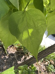 Catalpa bignonioides