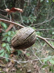 Apiomorpha variabilis