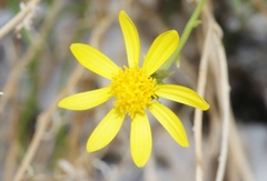 Senecio flaccidus monoensis