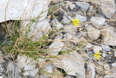 Senecio flaccidus monoensis